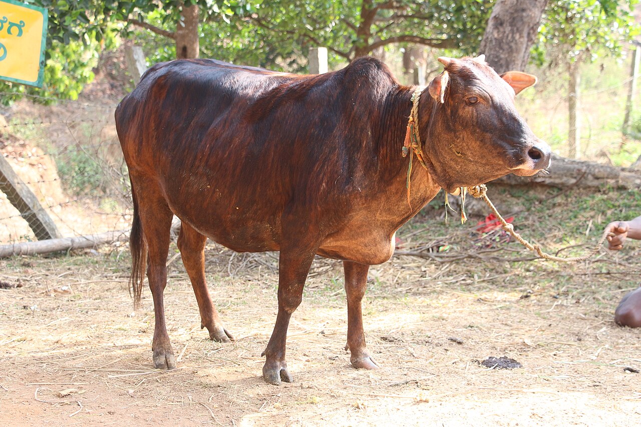 Malnad Gidda